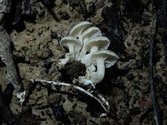 Rhizocybe albida