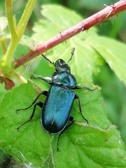 Platycerus caraboides