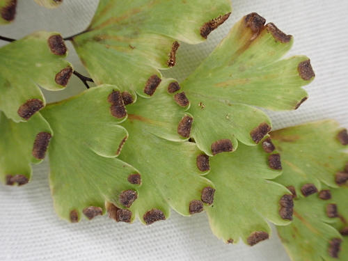 Adiantum capillus-veneris observed 2024-09-26