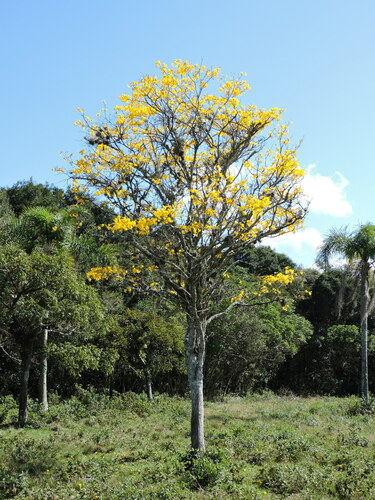 Handroanthus umbellatus (Sond.) Mattos 2