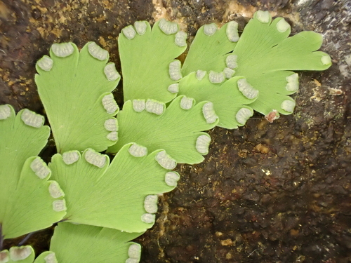 Adiantum capillus-veneris observed 2024-09-26