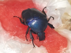 Pseudotorynorrhina japonica