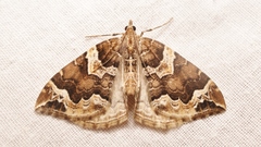Eulithis prunata