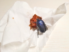 Pseudotorynorrhina japonica