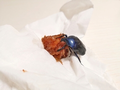 Pseudotorynorrhina japonica