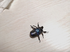 Pseudotorynorrhina japonica