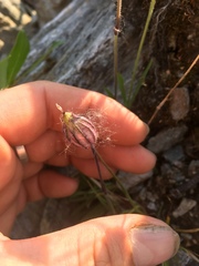 Silene uralensis