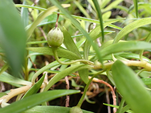 Lysimachia remyi observed 2024-09-26