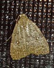 Tolpiodes oligolasia