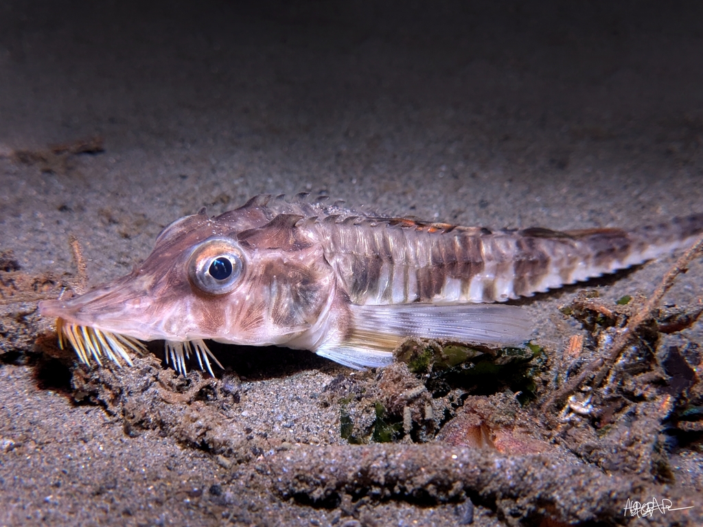 sturgeon poacher
