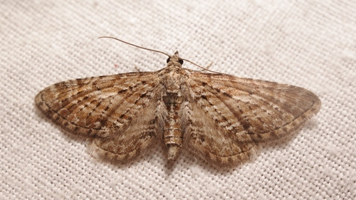Eupithecia scopariata (Rambur, 1833)