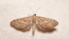 Eupithecia scopariata