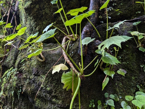 Image of Begonia fusca by (c) Damien Wallace, some rights reserved (CC BY)
