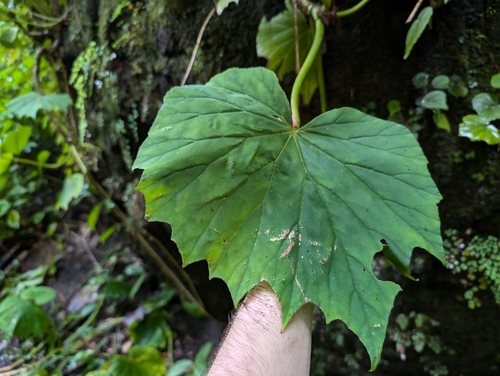 Image of Begonia fusca by (c) Damien Wallace, some rights reserved (CC BY)