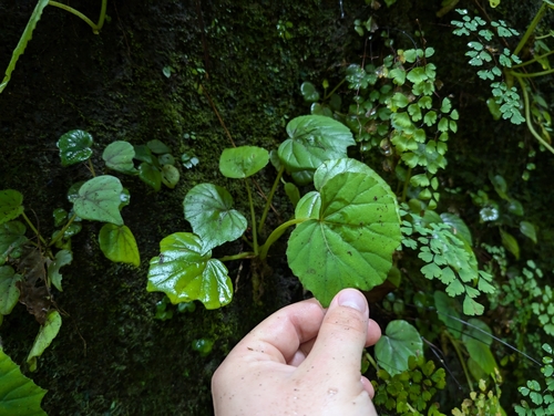 Begonia (Begonia fusca)