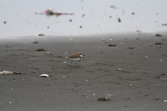Charadrius alexandrinus alexandrinus