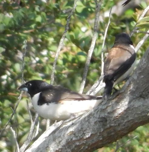 Spermestes fringilloides