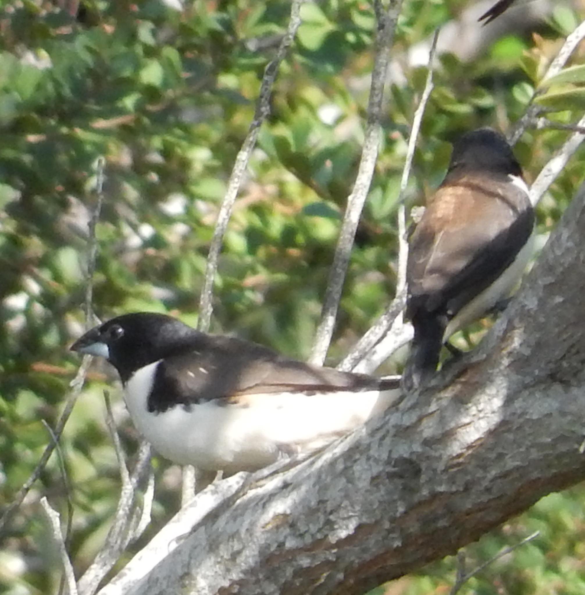 Magpie Mannikin (Spermestes fringilloides)