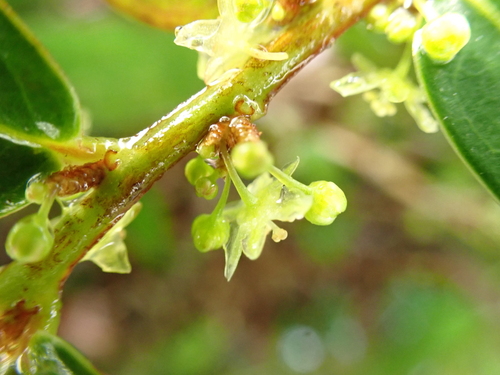Phyllanthus distichus observed 2024-09-26