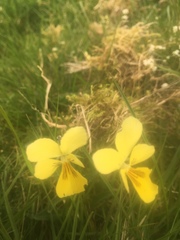 Viola lutea