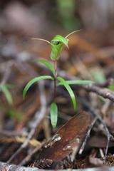 Pterostylis brumalis