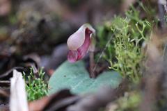 Corybas rotundifolius