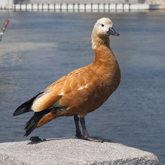 Tadorna ferruginea