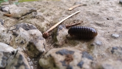 Arthrosphaera
