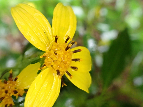 Bidens micrantha observed 2024-09-26