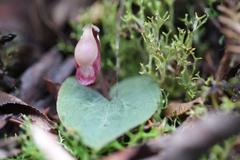 Corybas rotundifolius