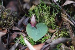 Corybas rotundifolius