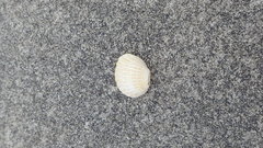 Tegillarca granosa