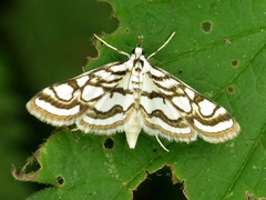 Nymphula nitidulata