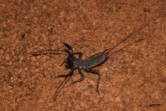 Thelyphonus sepiaris
