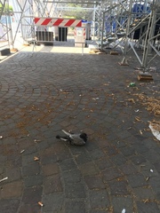 Columba livia domestica