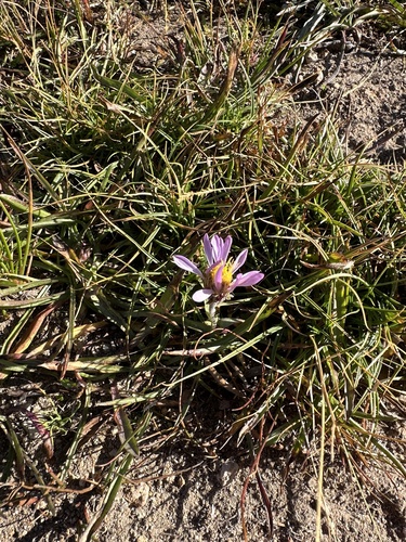 Image of Oreostemma alpigenum by no rights reserved