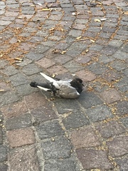 Columba livia domestica