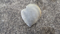 Acrosterigma maculosum