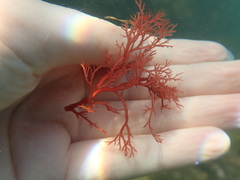 Sphaerococcus coronopifolius