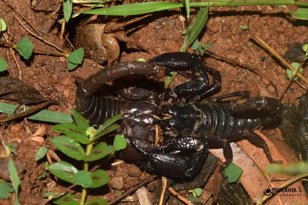 Deccanometrus bengalensis
