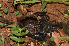 Deccanometrus bengalensis