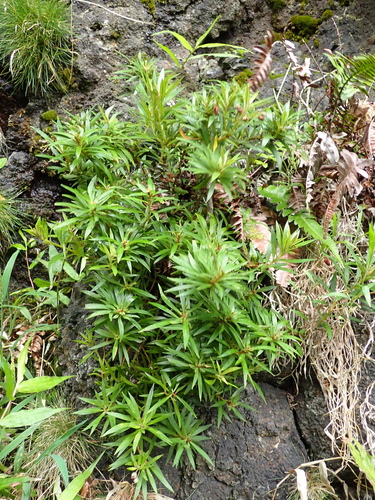 Lysimachia remyi observed 2024-09-26