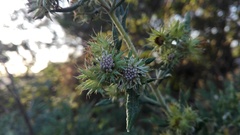 Berkheya bipinnatifida