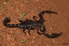 Deccanometrus bengalensis