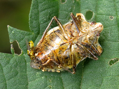 Thaumatomyia notata