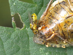 Thaumatomyia notata