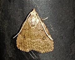 Tolpiodes oligolasia