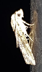 Tolpiodes oligolasia