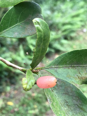 Glycosmis parviflora