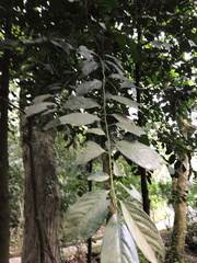 Diospyros maritima